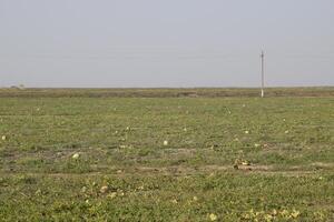 An abandoned field of watermelons and melons. Rotten watermelons. Remains of the harvest of melons. Rotting vegetables on the field. photo