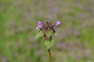 Lamium purpureum blooming in the garden. photo