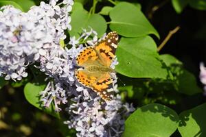 mariposa vanessa cardui en lila flores polinización floreciente lilas. foto