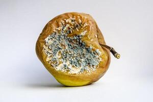 A rotten apple covered with mold. photo