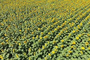 Field of sunflowers. Top view. photo