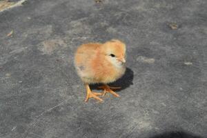 diario pollo. mantenimiento de aves de corral. foto