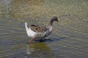 The gray goose is domestic. Homemade gray goose. Homemade geese in an artificial pond photo