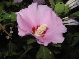 Flower mallow pink color photo