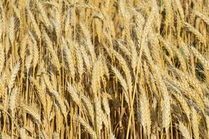 Mature wheat on the field. Spikelets of wheat. Harvest of grain. photo