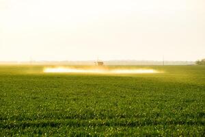 tractor con el ayuda de un rociador aerosoles líquido fertilizantes en joven trigo en el campo. foto