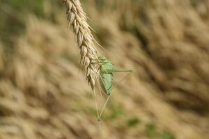 isofía. saltamontes es un isofía en un trigo espiguilla foto