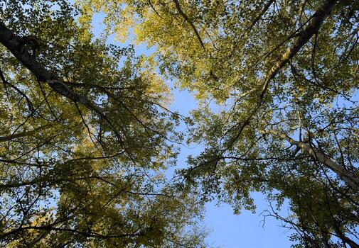View from the bottom up in a forest of silver poplars. Background of the sky and trees. Autumn in the forest. photo