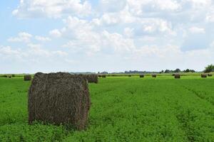 Haystacks rolled up in bales of alfalfa photo