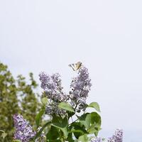 cola de golondrina mariposa. mariposa blanco velero en el flores de lila foto