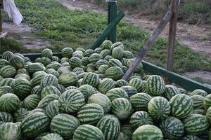 Collected in a pile of melons and watermelons photo