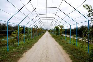 A large shed is a gazebo made of metal rods along a dirt road. photo