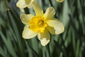 Flowering daffodils in t garden, yellow daffodil flowers photo