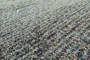 Field of winter wheat photo