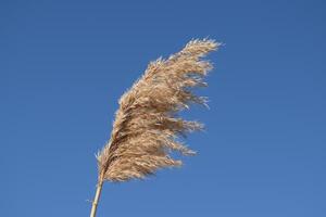 Whisk the dry reeds. Thickets of dry reeds photo