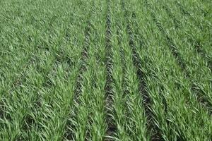 Spring winter wheat field photo