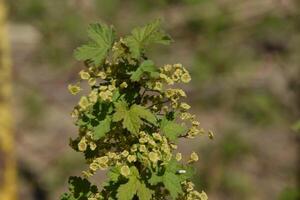 Flowers of red currant in spring on a stalk. photo