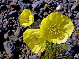 Yellow flowers in the tundra. Summer in the tundra. photo