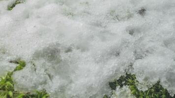 macro espaço de tempo tiro do brilhante partículas do Derretendo neve e aberto verde Relva e ramo. mudança do estação a partir de inverno para Primavera dentro a floresta. video