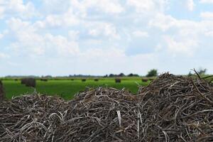 Haystacks rolled up in bales of alfalfa photo