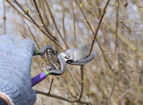 Trimming tree with a cutter. Spring pruning of fruit trees. photo