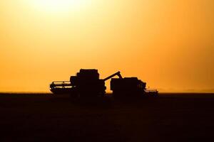 Harvesting by combines at sunset. photo