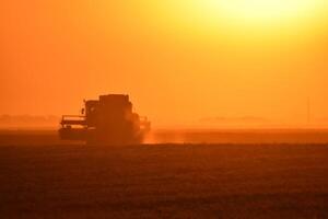 Harvesting by combines at sunset. photo