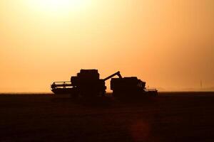 Harvesting by combines at sunset. photo