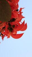 Orange fleurs, verticale de fleurs lent mouvement video