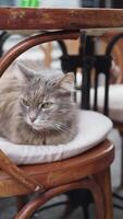 gray color cat sitting on a chair at istanbul cafe street video