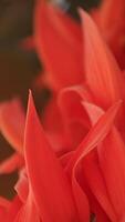 Slow motion, flower, closeup of orange flowers video