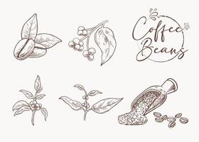 Hand drawn coffee beans and plant sketch set vector