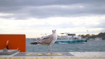 negro con membrete gaviota en Estanbul. pavo. invierno pájaro, video