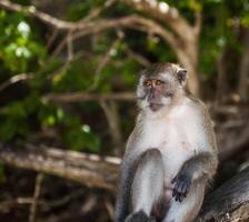 Monkey Beach Phi Phi Thailand photo