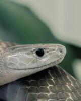 pulcro negro tipo de serpiente venenosa, encarnación de sigilo, ébano escamas brillante en el del sol brillo. serpiente de leyenda, enroscado fuerza, venenoso lengua, sorprendentes con precisión. audaz cazador, de la naturaleza apéndice, Costura foto