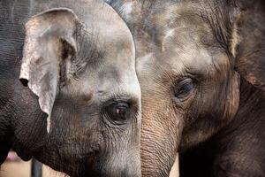 Heads of Asian elephants in Sri Lanka photo