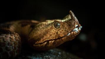 A portrait of a Rhinoceros Adder against a black background photo