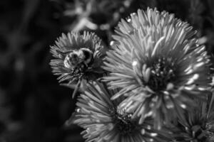 hermosa abeja alada de flores silvestres en el prado de follaje de fondo foto