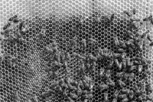 La estructura hexagonal abstracta es un panal de abejas lleno de colmena foto