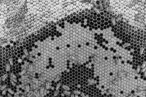 La estructura hexagonal abstracta es un panal de abejas lleno de colmena foto