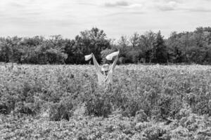 Scary scarecrow in garden discourages hungry birds photo