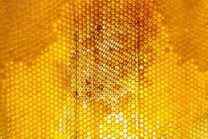 Drop of bee honey drip from hexagonal honeycombs filled with golden nectar photo