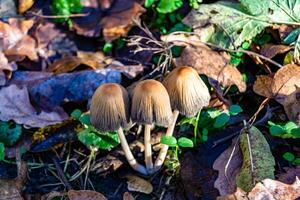 fotografía a tema grande hermosa venenoso seta en bosque en hojas antecedentes foto