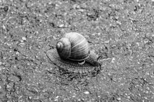 Caracol de jardín grande con concha arrastrándose por la carretera mojada date prisa en casa foto