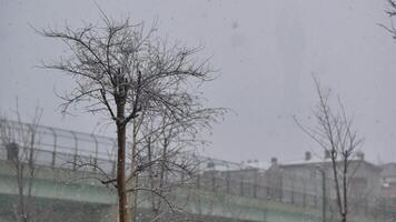 chute de neige. neige flocons tomber sur arbre branches. le arbre a été couvert avec neige. video