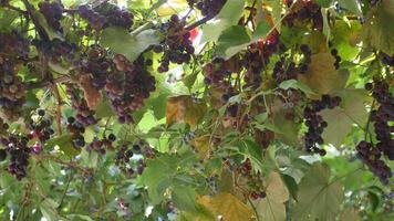 faible angle vue de rouge grain de raisin croissance dans vignoble. video