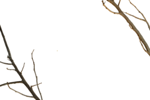 Minimalist banner with tree branches png