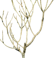 abstract tree branches isolated element png