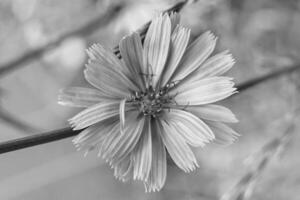 Beauty wild growing flower chicory ordinary on background meadow photo