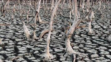 destruction mangrove forêt paysage, destruction mangrove forêt est un écosystème cette a été gravement dégradé ou éliminé tel comme habitat, et pollution, prendre se soucier de le mangrove forêt. video